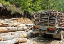 SOCIETĂŢILE DIN DOMENIUL EXPLOATĂRILOR FORESTIERE DIN OLT, ÎN VIZORUL ITM