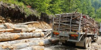 SOCIETĂŢILE DIN DOMENIUL EXPLOATĂRILOR FORESTIERE DIN OLT, ÎN VIZORUL ITM