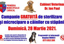 Caracal:  campanie de sterilizare și microcipare GRATUITĂ pentru câini