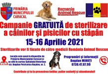 Caracal: campanie de sterilizare GRATUITĂ pentru animalele de companie