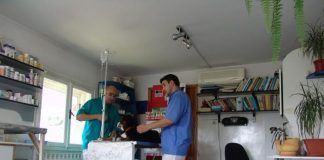 CELE MAI TARI FIRME VETERINARE DIN OLT