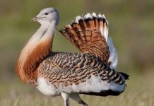 Dropia, din Câmpia Boianului, în Timiș