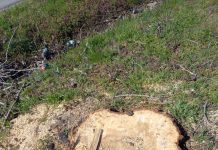 MAI MULȚI PLOPI DE PE DRUMUL JUDEȚEAN 643, PUȘI LA PĂMÂNT