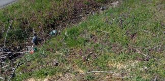 MAI MULȚI PLOPI DE PE DRUMUL JUDEȚEAN 643, PUȘI LA PĂMÂNT