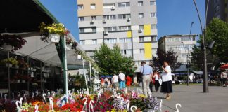 CELE MAI TARI FIRME DE ÎNTREȚINERE PEISAGISTICĂ DIN OLT