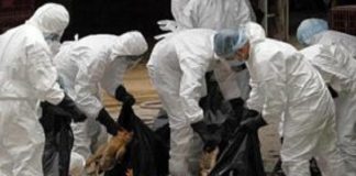 AUTORITĂȚILE DIN OLT, ÎN ALERTĂ: MĂSURI PENTRU PREVENIREA APARIȚIEI GRIPEI AVIARE