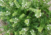 Termen limită de depunere a cererilor pentru înscrierea în programul „Plante Aromatice”