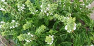 Termen limită de depunere a cererilor pentru înscrierea în programul „Plante Aromatice”