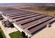 ANCHETĂ în toate fermele de porci din Olt cu focare de pestă porcină