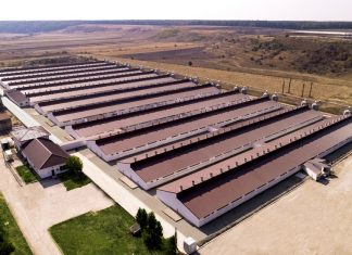 DRAMATIC. Porcii din ferma de la Ipotești, gazați. Angajații, în pericol să-și piardă locurile de muncă