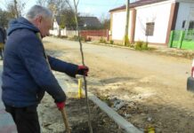 400 de arbori au fost plantați în Corabia