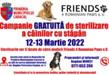 Caracal: campanie de sterilizare GRATUITĂ pentru câinii de companie