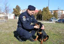 O cățelușă de cinci luni, noul membru al echipei Jandarmeriei Olt