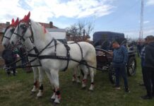 Brâncoveni: „Încuratul cailor de Sân’ Toader”, la ediția a XI-a