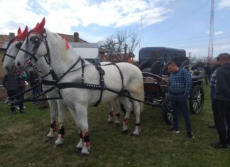 Brâncoveni: „Încuratul cailor de Sân’ Toader”, la ediția a XI-a