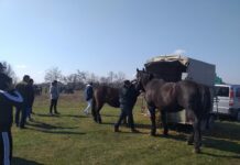 ÎNCURATUL CAILOR DE SÂN’ TOADER DE LA BRÂNCOVENI, PE 8 MARTIE 2025