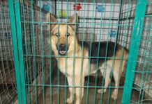 CÂINII DE LA SĂRĂCEȘTI ÎȘI CAUTĂ STĂPÂNI