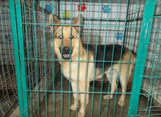 Municipiul Caracal va avea adăpost pentru câinii fără stăpân