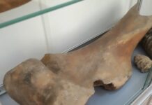 Descoperiri de oase și măsele de mamuți la Slatina