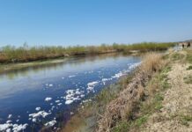 Poluarea de pe Olteț a ajuns în râul Olt