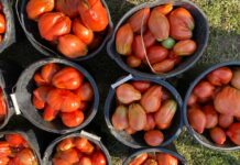 Roșiile pleacă de la fermierii olteni cu 24-26 de lei pe kilogram, iar în piețe se vând și cu peste 50 de lei
