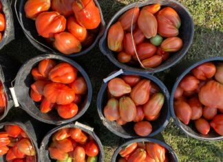 Roșiile pleacă de la fermierii olteni cu 24-26 de lei pe kilogram, iar în piețe se vând și cu peste 50 de lei