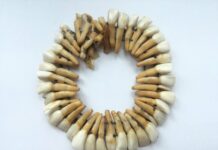 Colier din dinți de cal descoperit la Enoșești-Acidava, în Muzeul Județean Olt