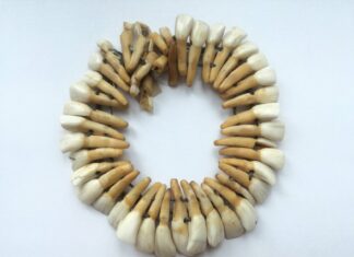 Colier din dinți de cal descoperit la Enoșești-Acidava, în Muzeul Județean Olt