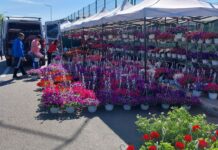 EXPO-FLORA. Edilul Moț și cei doi viceprimari ai Slatinei au stat de vorbă cu producătorii de flori