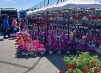 Expo Flora, revine la Slatina