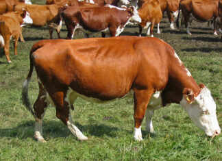 Ministerul Agriculturii majorează subvenția pentru crescătorii de bovine de lapte