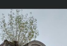 Caracal: Copacul… punct turistic!