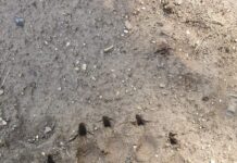 Iulian Preda: Pe teritoriul comunei Sâmburești, satul Tonești a fost observat un urs!