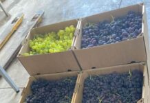 Un bărbat din Scărișoara a scos primii struguri la solar