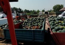 DĂBULENI: SAMSARII FAC…LEGEA!