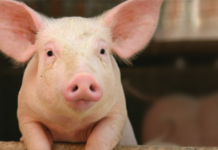 Porc furat, în Morunglav