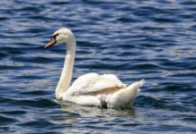 Gripa aviară a omorât patru lebede dintr-o baltă din Drăghiceni