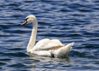 Gripa aviară a omorât patru lebede dintr-o baltă din Drăghiceni