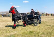 Concursul „Caii lui Sân’ Toader” Osica de Jos a ajuns la ediția a X-a