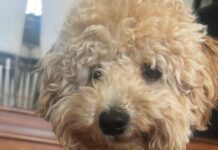 SLĂTINENI, PĂZIȚI-VĂ CÂINII DE… HOȚI!