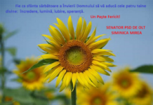 Felicitare – senator Siminica Mirea