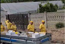 Mită electorală la IANCA-OLT