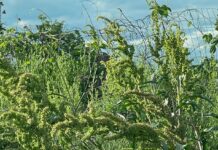 Autorităţile locale obligate să identifice terenurile cu ambrozie