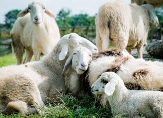 Atenționări de la DSVSA Olt cu privire la Pesta Micilor Rumegătoare