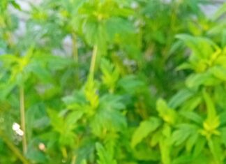 SLATINA. AMBROZIA ESTE… ÎN FLOARE