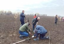 Primăria Caracal și Asociația EcoAssist, campanie de împădurire cu 38.000 de puieți
