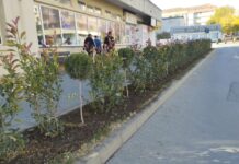 Campanie de înfrumusețare a Municipiului Caracal: arbori și flori plantate pentru un oraș mai verde