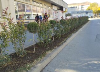 Campanie de înfrumusețare a Municipiului Caracal: arbori și flori plantate pentru un oraș mai verde