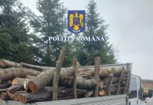 Percheziții în Colonești la hoții de lemne