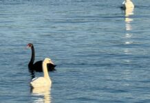 SLATINA. MINUNEA DE  LA „PODUL  OLT” : LEBĂDA NEAGRĂ ,CUPLATĂ CU UNA ALBĂ !!!